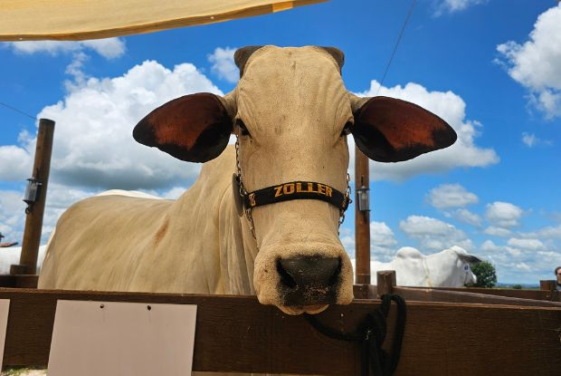 AgroZoller 2026 abre o calendário da raça Nelore com quatro dias de genética, tradição e oportunidades