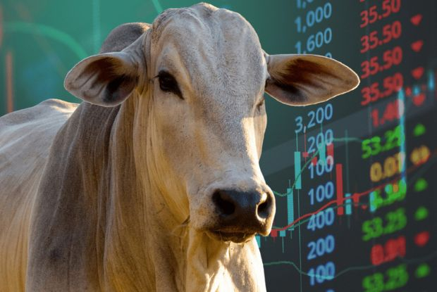 Exportação de gado vivo bate recorde histórico e impulsiona preço da arroba em 2026