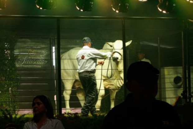 Pecuária sem fronteiras: Leilões realizados durante a Expocruz 2026 demonstram a força internacional da Raça Nelore e ampliam os horizontes pro futuro da raça