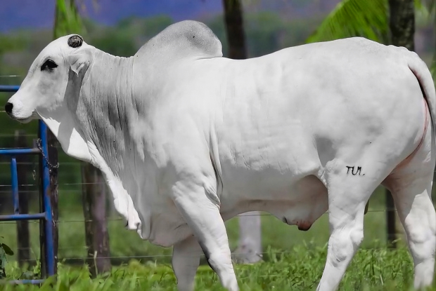 Tulipa Agropecuária encerra comercialização de touros em 2026 com crescimento de 95% no faturamento