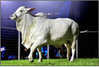 Recorde mundial: Vaca nelore é arrematada por R$ 7,9 mi na Expozebu