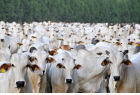 Brasil se aproxima de marca inédita e deve exportar 1 milhão de bovinos vivos em 2025