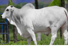 Tulipa Agropecuária encerra comercialização de touros em 2026 com crescimento de 95% no faturamento