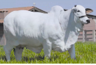 Leilão Grande Encontro reúne Ourofino Genética Animal, Nelore Brun, RS Agropecuária e Nelore Velha Senhora na Expoinel 2026