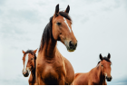 Câmara quer garantir exames gratuitos para doença de cavalos