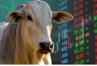 Boi gordo começa a semana firme, com oferta restrita e espaço para novas altas
