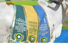 Leilão de Embriões Gir Leiteiro CPEX e Parceiros facilita o acesso a grandes pacotes genéticos durante a Expoleite 2026