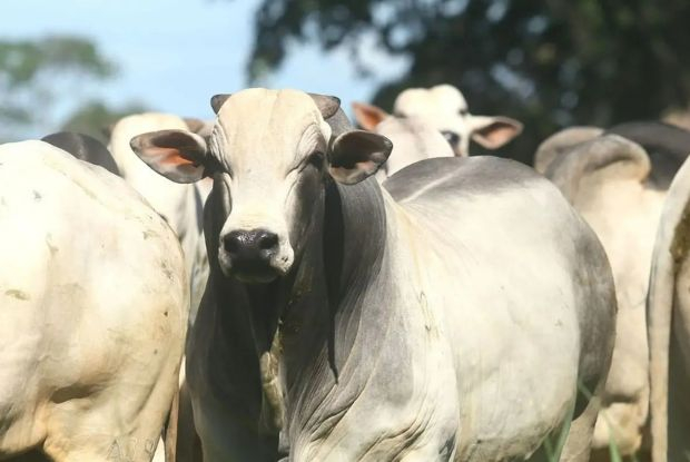 Boi gordo nos EUA renova máximas e reforça ciclo de valorização da carne bovina
