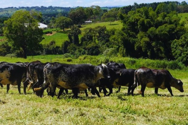 Genética Girolando brasileira avança com nascimento de bezerra na Nigéria