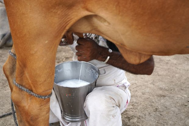 Leite Reage: Preço ao Produtor Volta a Subir em 2026