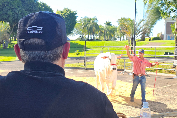 A NOVA RECORDISTA MUNDIAL: DONNA FIV CIAV E SUAS CLONES