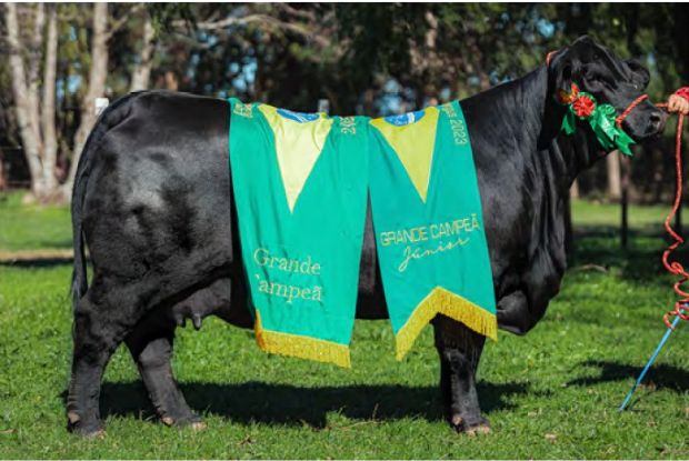 Congresso Mundial Brangus 2026 abre inscrições