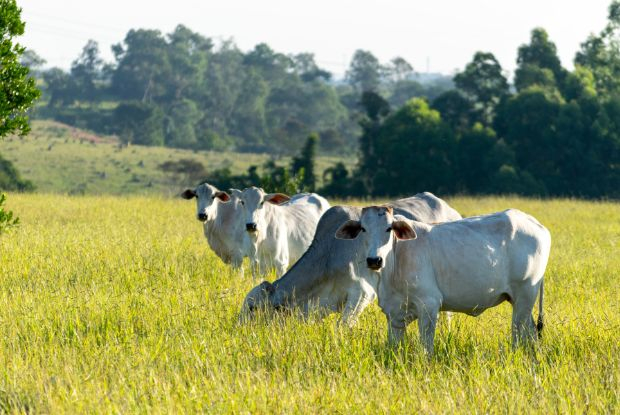 Preço do bezerro acelera e aquece o mercado em 2026