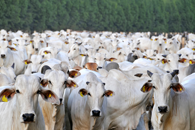 Brasil se aproxima de marca inédita e deve exportar 1 milhão de bovinos vivos em 2025