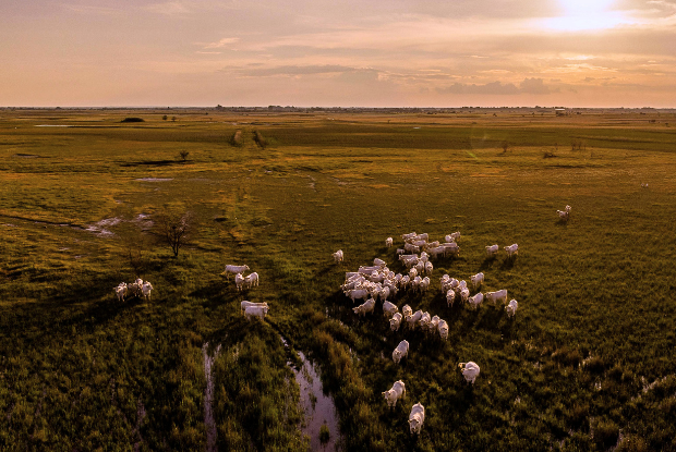Pecuária dispara e leva PIB do agronegócio a R$ 3,2 trilhões em 2025, maior salto da década