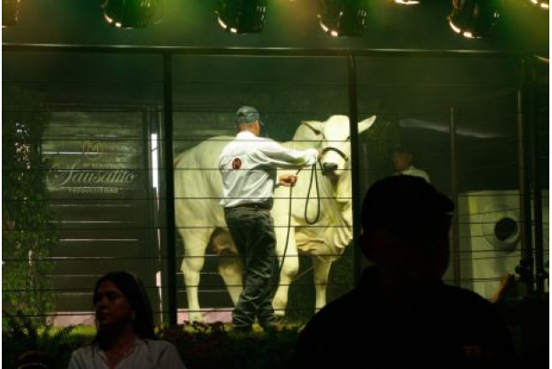 Pecuária sem fronteiras: Leilões realizados durante a Expocruz 2026 demonstram a força internacional da Raça Nelore e ampliam os horizontes pro futuro da raça