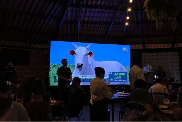 3º Leilão Nelore Mara Móveis 