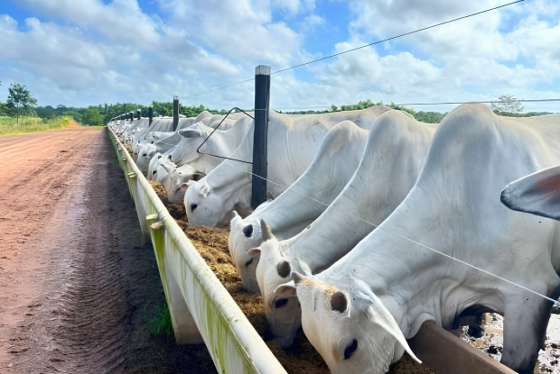 Boi gordo em alta: Preço da arroba sobe e contratos futuros disparam