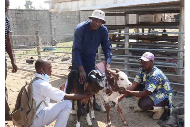 Girolando: Brasil ajuda Nigéria a aumentar a produção de leite