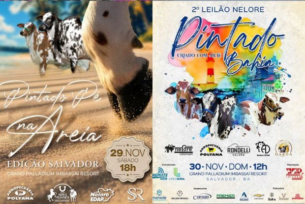 Rodada dupla do Nelore Pintado movimenta a Bahia com genética de ponta