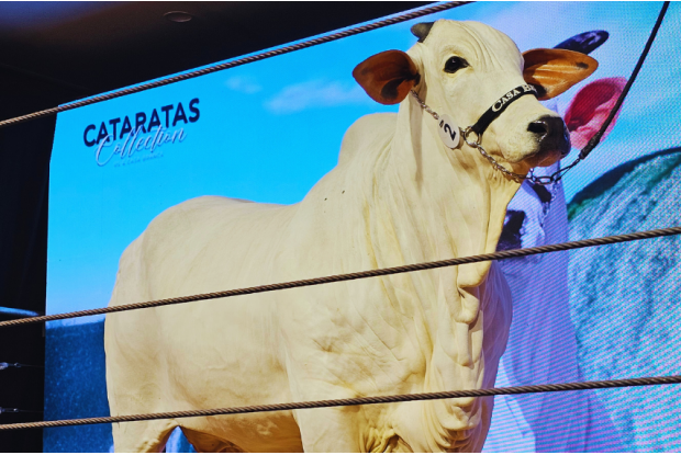 DONNA FIV CIAV:  nova recordista mundial da raça Nelore valorizada em 54 milhões 