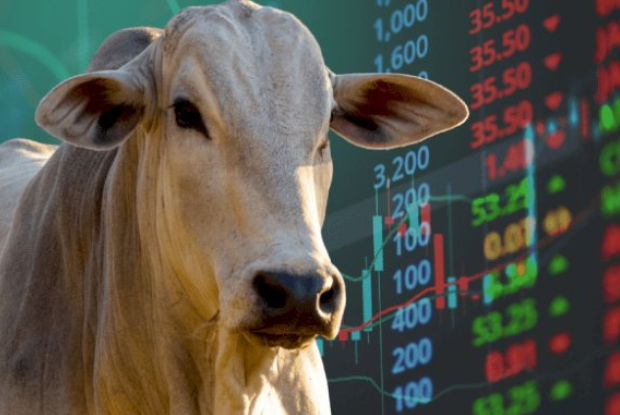 Boi gordo começa a semana firme, com oferta restrita e espaço para novas altas