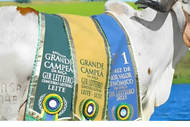 Leilão de Embriões Gir Leiteiro CPEX e Parceiros facilita o acesso a grandes pacotes genéticos durante a Expoleite 2026
