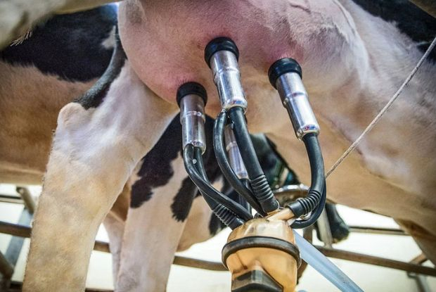 Leite reage e anima produtor