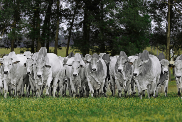 Fazenda Ressaca realiza leilão inédito com a maior oferta de Nelore do país