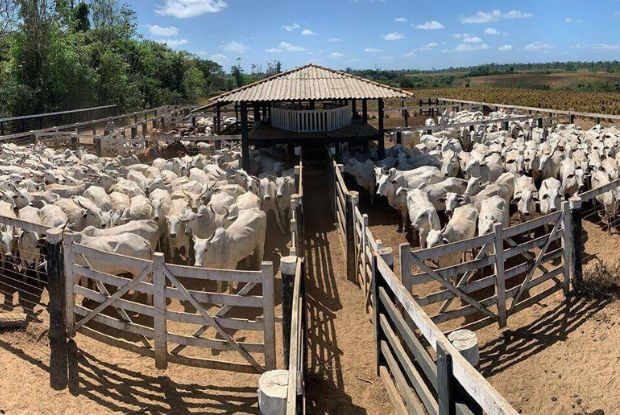 Aftosa na China pode abrir espaço para avanço das exportações brasileiras