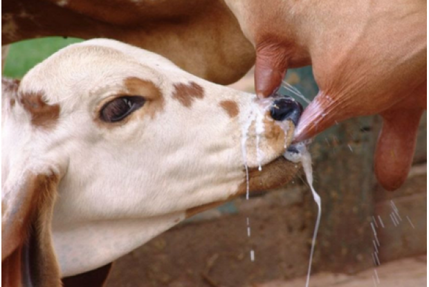 ABCZ amplia possibilidades para produtores de leite 100% zebuíno obterem selo Leite de Zebu